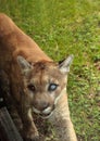 Florida panther Puma concolor coryi blinded by a shotgun